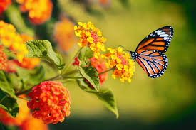 Photography Course in Perinthalmanna